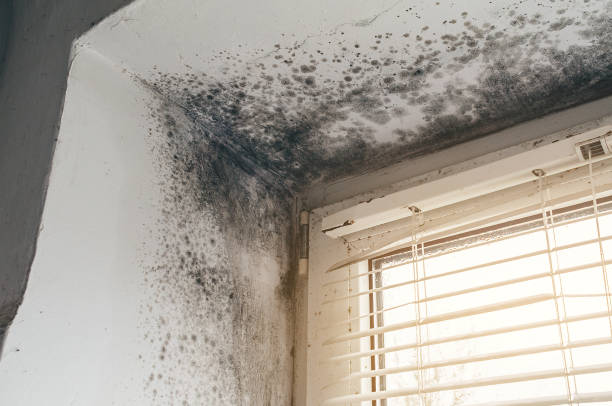 Trusted Attic Mold Removal service in Little Falls, NY - Cheap Mold Removal